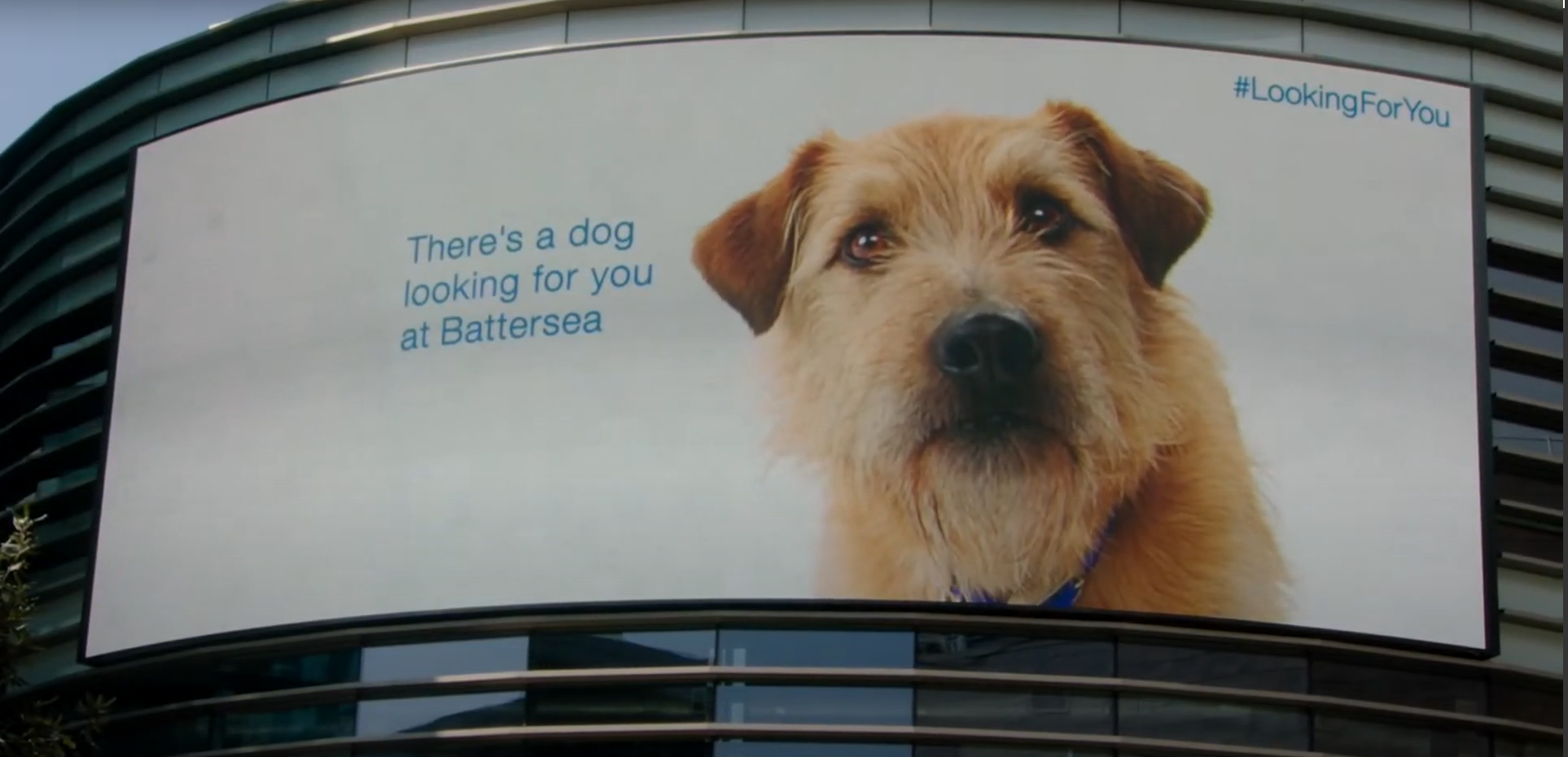 A dog on a billboard